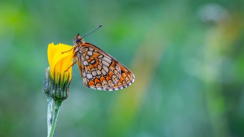 butterfly  the metalmark  flower