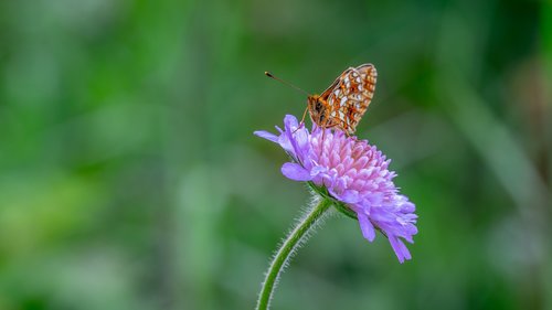 butterfly  the metalmark  flower