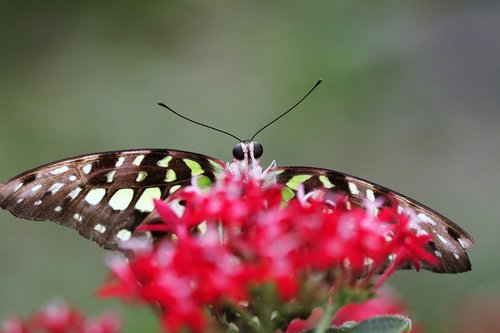 butterfly  flower  nature