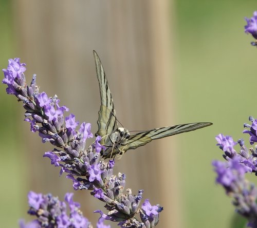 butterfly  lavender  summer
