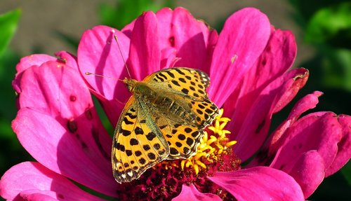 butterfly  insect  flower