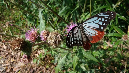 butterfly  nature  insect