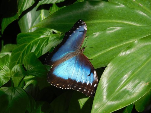 butterfly  blue  sky butterfly