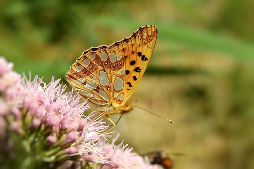 butterfly  nature  insect