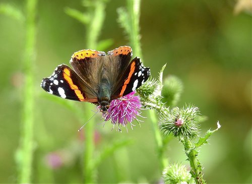 butterfly  insect  wings