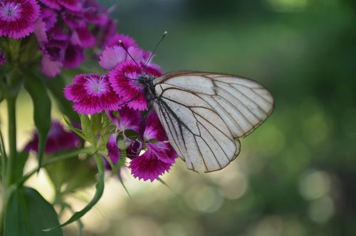 butterfly  flower  nature