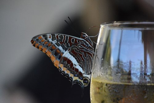 butterfly  wine  glass