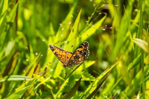 butterfly  insect  grass