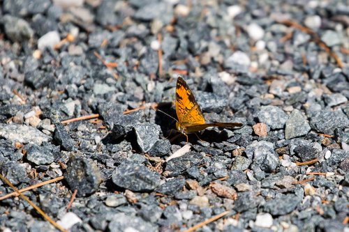 butterfly  sand  earth