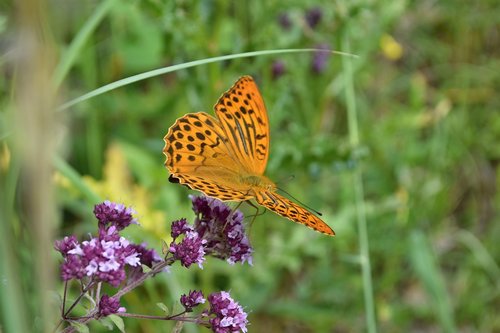 butterfly  flower  insects