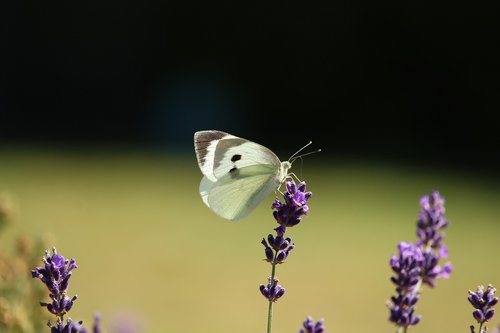 butterfly  lavender  white