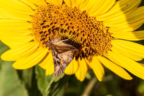 butterfly  sunflower  summer