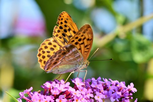butterfly  large fritillary  color