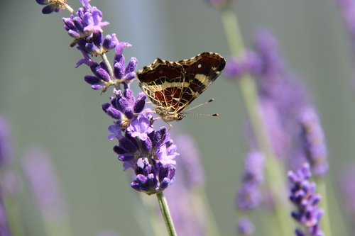 butterfly  geographical map  lavender