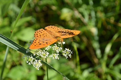 butterfly  insects  meadow