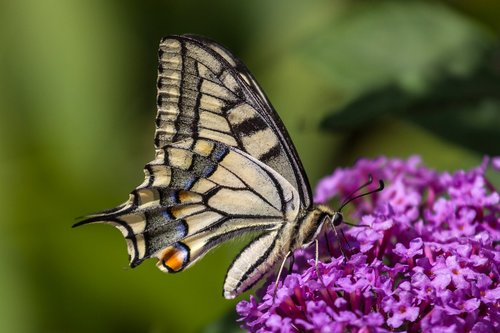 butterfly  dovetail  close up