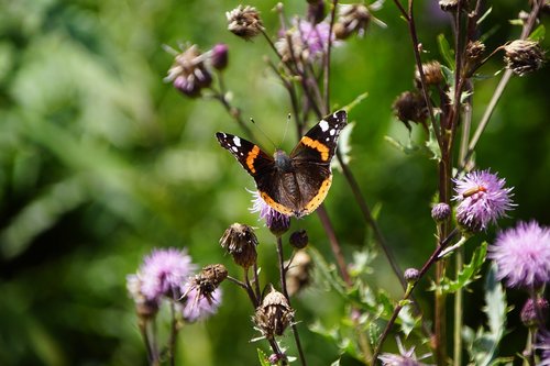 butterfly  summer  nature