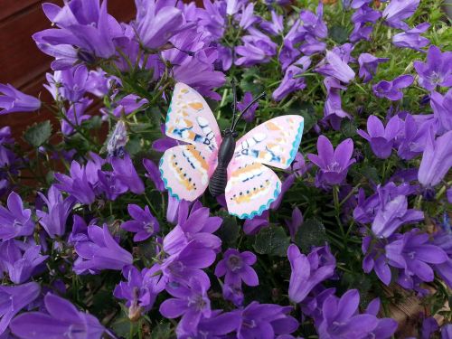 butterfly insect public record