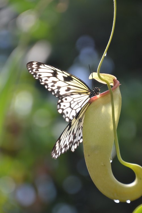 butterfly  white  nature