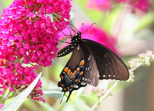 butterfly  spicebush  swallowtail