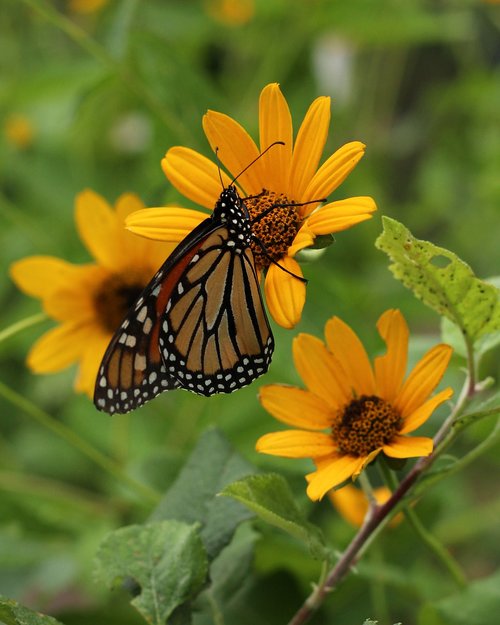 butterfly  insect  monarch