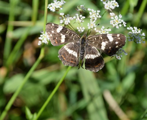 butterfly  insects  nature