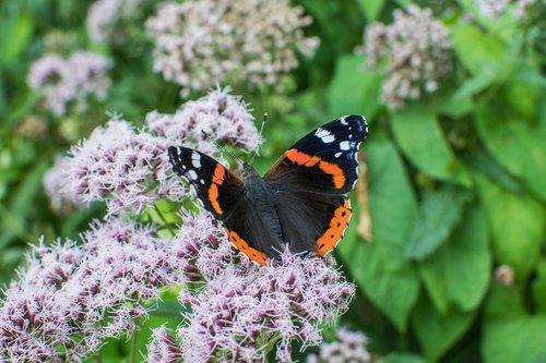 butterfly  blossom  bloom