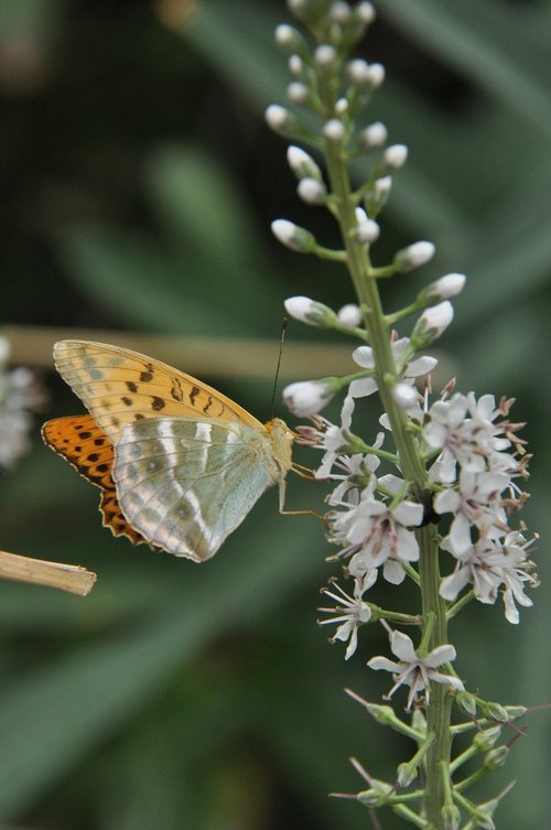 butterfly  forage  flower