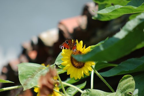 butterfly  flowers  insect