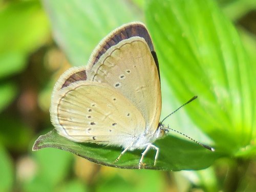 butterfly  nature  insect