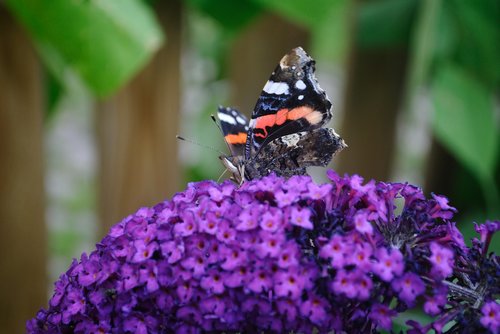 butterfly  flower  insect