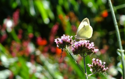 butterfly  cabbage white  wildlife