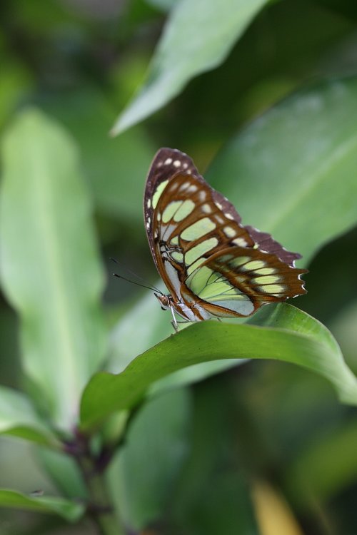 butterfly  sheet  green