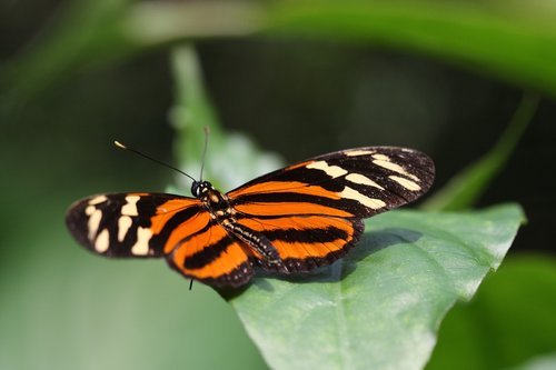 butterfly  sheet  orange