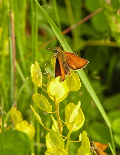 butterfly  skipper  meadow