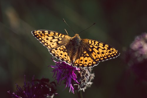 butterfly  fritillary  edelfalter