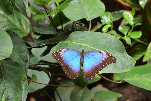 butterfly  sky butterfly  nature