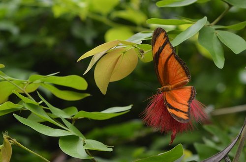 butterfly  torch  orange