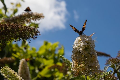 butterfly  butterfly bush  bug