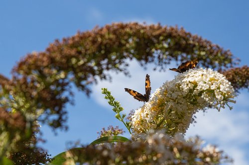 butterfly  butterfly bush  bug