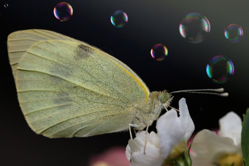 butterfly  flower  macro