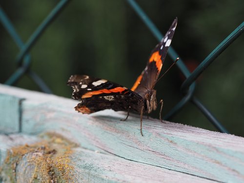 butterfly  fence  insect