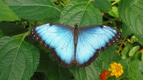 butterfly  nature  bug