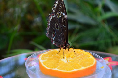 butterfly  summer  orange
