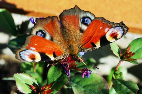 butterfly  peacock  insect
