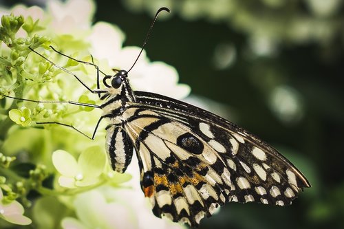 butterfly  blossom  bloom