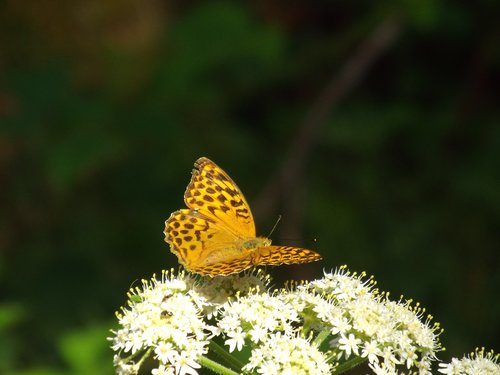 butterfly  flower  summer