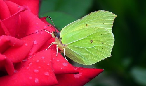 butterfly  insect  nature