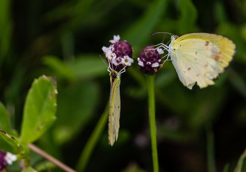 butterfly  yellow  insects