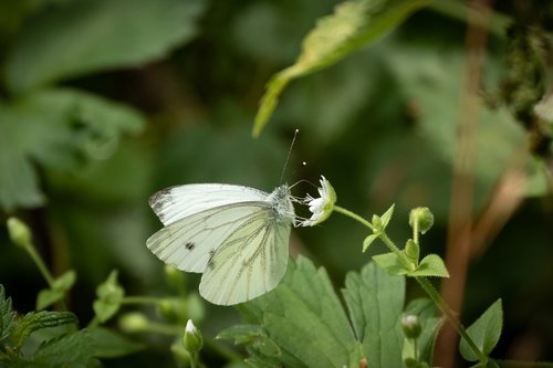 butterfly  white ling  wing